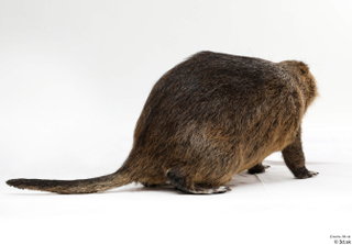 Nutria whole body 0011.jpg